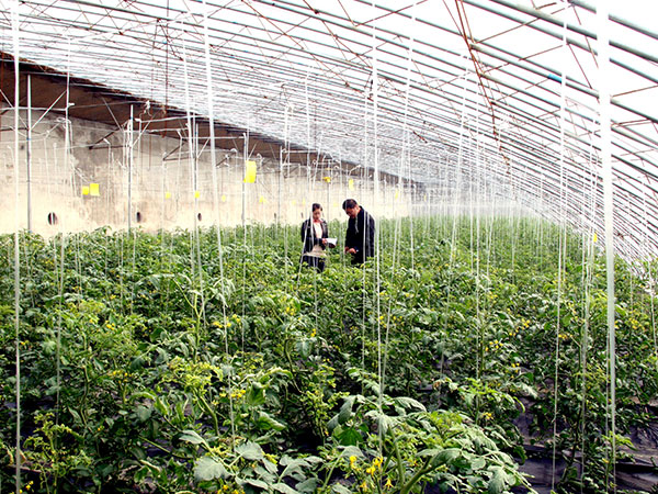 山西小麦栽培技术取得新突破(图1)