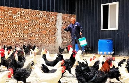 金蝉养殖实践：亲测案例分享与成本复盘(图1)