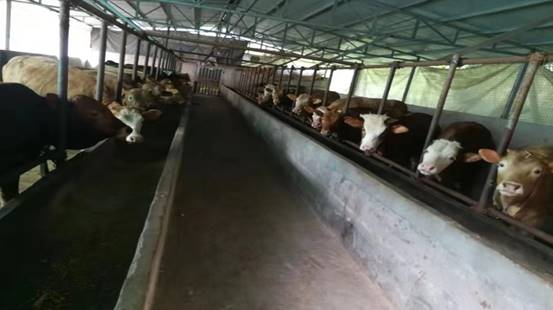 鄂旗：牛奶“优等生”的“晋级”之旅(图1)