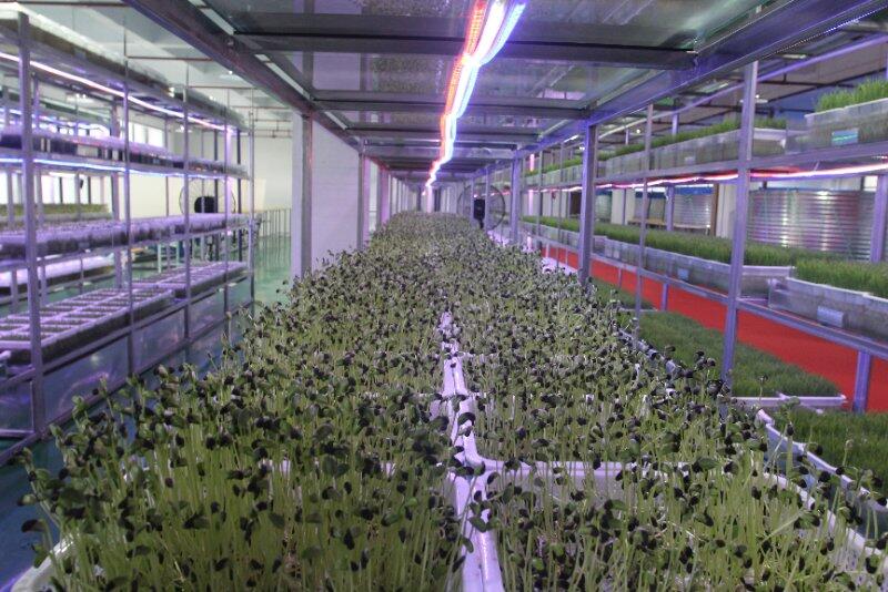 做强做优大豆全产业链(图1)