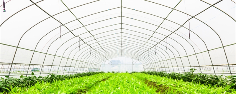 裴占伟：扶贫好政策让我发“羊”财(图1)