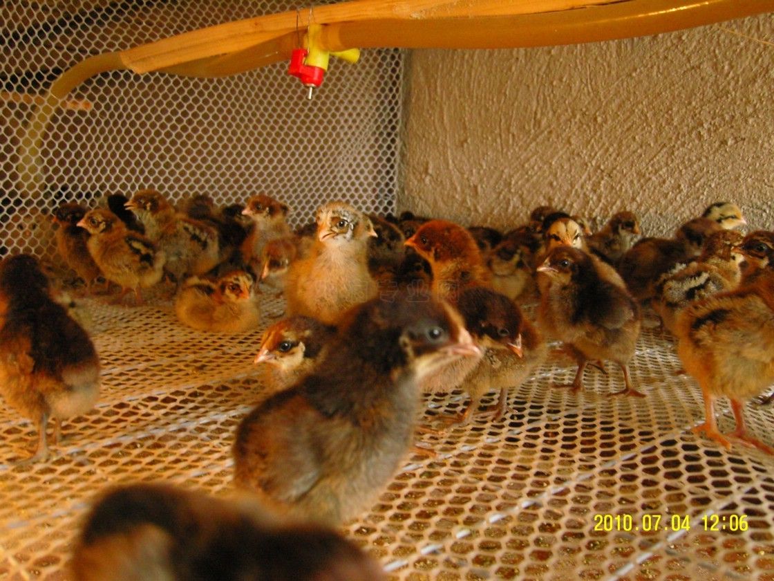 师宗县澋润农业有限公司生猪养殖项目环境影响评价第二次公示内容(图1)