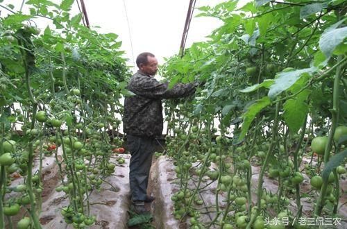 金昌市设施农业绘就富民兴农新图景(图1)