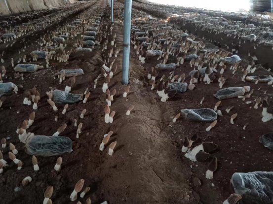 新春走基层丨湖北农发集团枣阳万头肉牛养殖牧场：每头肉牛都有一个“电子档案”8个人可养8000头牛(图1)