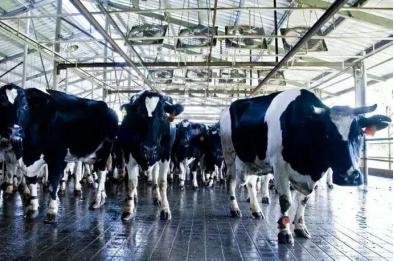 中国日报看湖南|人工智能助力文化产业“出圈”又“出海”(图1)