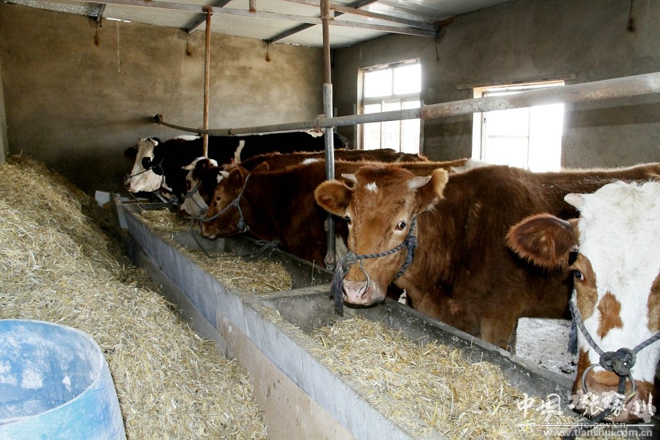 新春走基层丨沪上老板化身养殖达人(图1)