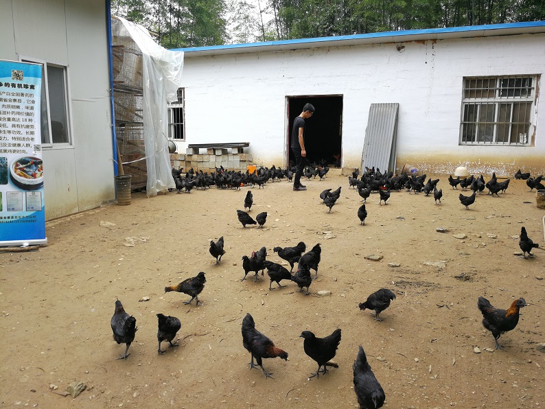 五河县临北回族乡:党建引领集体经济发展壮大绘就乡村振兴新画卷(图1)