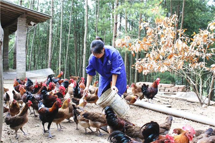 安徽凤阳：“四炼”淬真金实干显担当(图1)