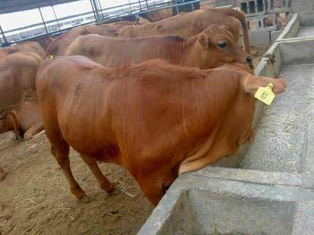 淡水养殖要实现资源节约和环境友好(图1)