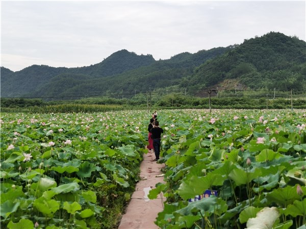 江西南昌：小鹌鹑变身“致富鸟”特色养殖富民增收(图1)