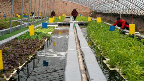 以统筹“四型农业”为重点发展农业新质生产力(图1)