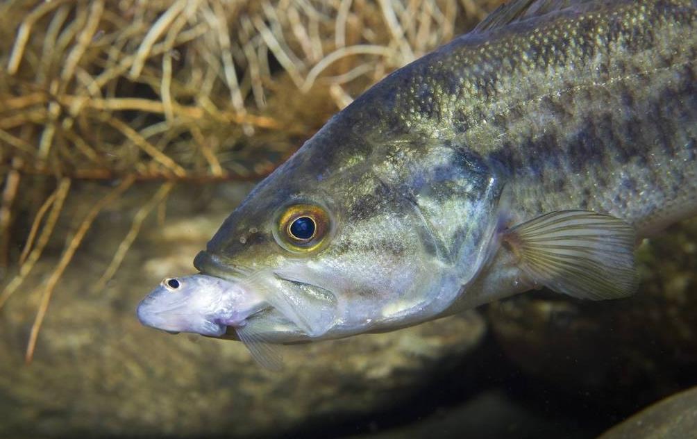 双枪科技：公司目前未实现对PEEK材料在航天航空和机器人零部件领域的替代(图1)