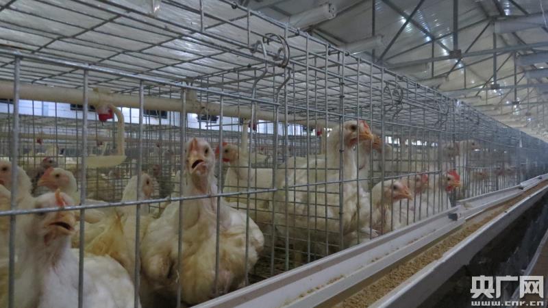 兴业银行成都分行：深化“种养结合”模式精准助力龙坝村产业振兴(图1)