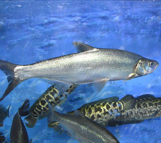 中国水产动保产品及苗种行业发展历程、市场现状及未来趋势预测报告（2026版）(图1)