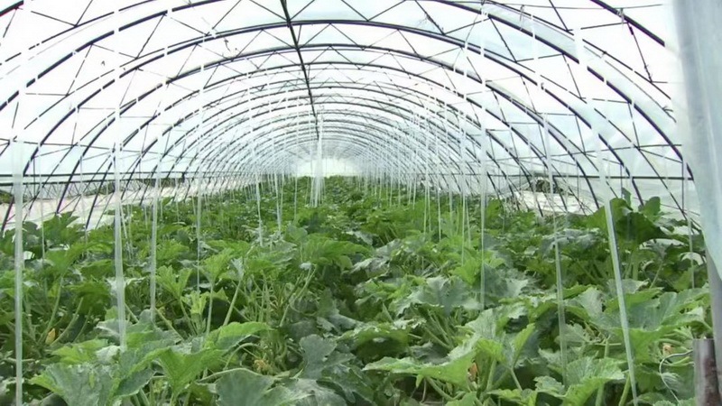 大连：海洋渔业新模式塑造新优势(图1)