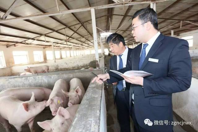 一城匠心・二十微光|马秀明:深耕肉牛产业以实干匠心筑牢乡村振兴“牛”底色(图1)