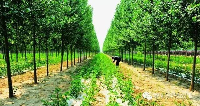 布局未来农业赛道打造农业新名片!山东省将建50个齐鲁未来农园(图1)