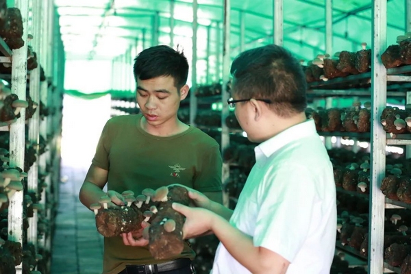 成县:林下产业兴旺有“蜜药”(图1)
