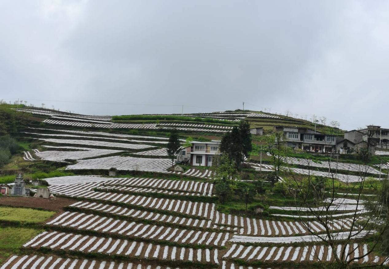 发展韧性农业守好良田沃土(图1)