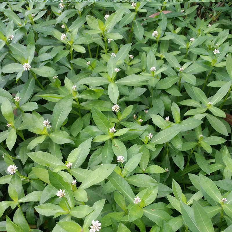 河北省林业和草原局(图1)